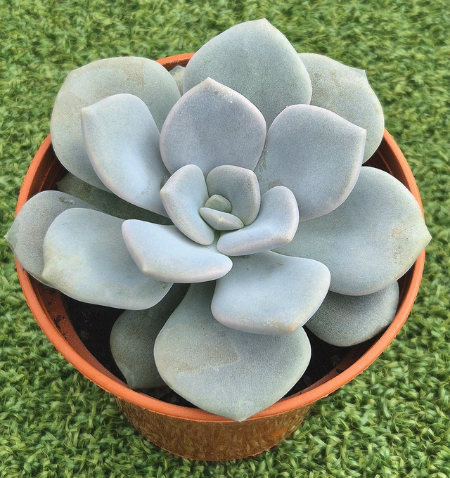 Graptoveria &#039;Margaret Rose&#039;