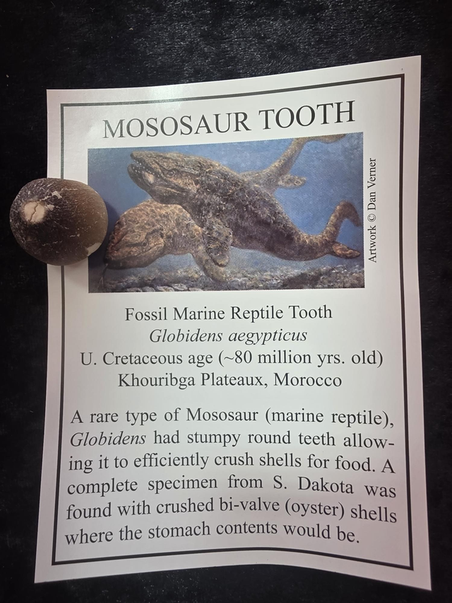 Mosasaur tooth with description