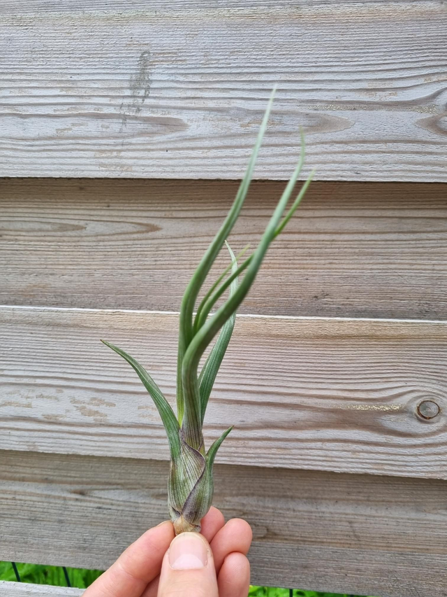 Tillandsia pseudobaileyi
