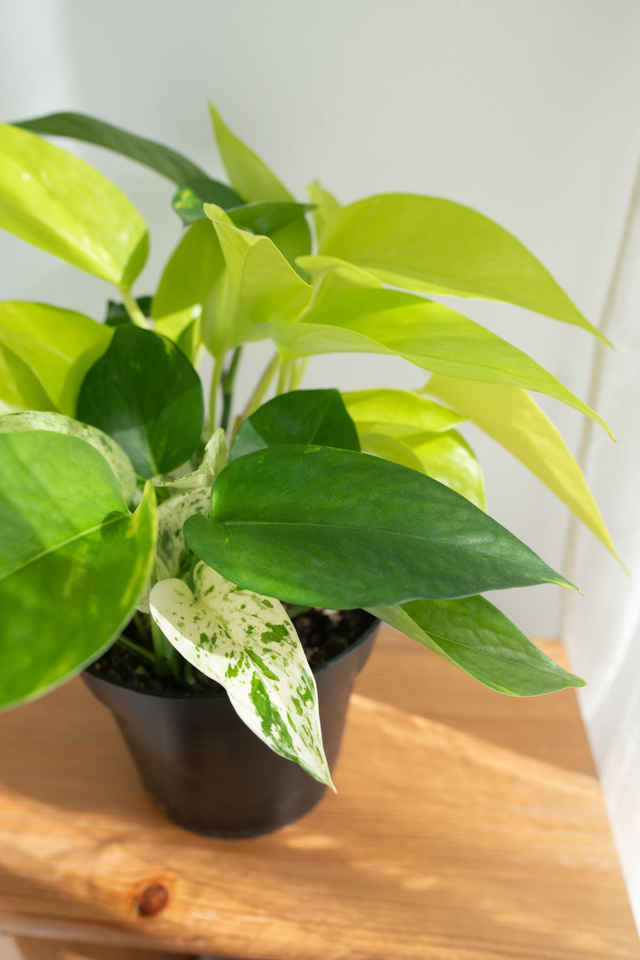 Trio de pothos (Epipremnum Aureum, Marble Queen & Néon) 🌿