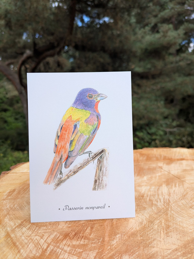 Carte postale Passerin Nonpareil