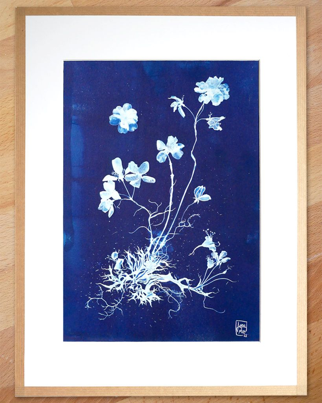 Cyanotype "Hybride en bleu n°5"