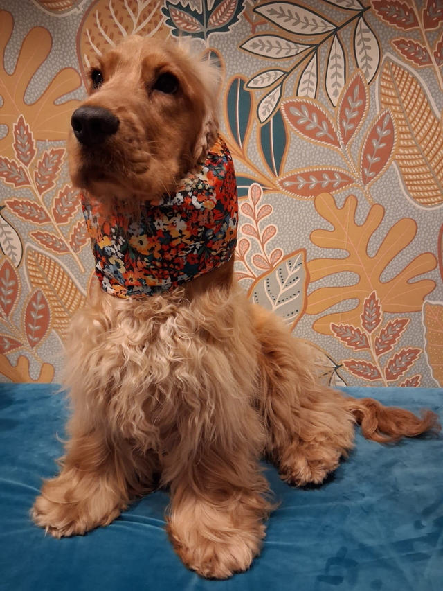 Snood Taille M Imperméable Champêtre