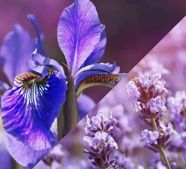 P’tit métal iris et lavande - 93gr