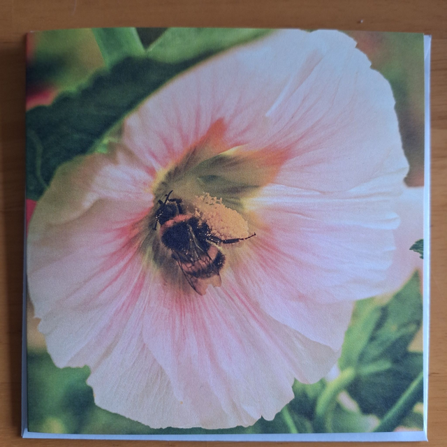 Flower and nature greeting card (with envelope) - bee on hollyhock.