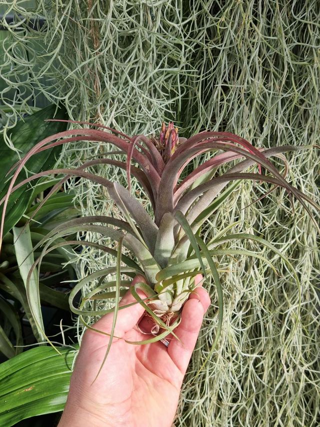 Tillandsia Eric Knobloch XL(streptophylla x brachycaulos) XL 