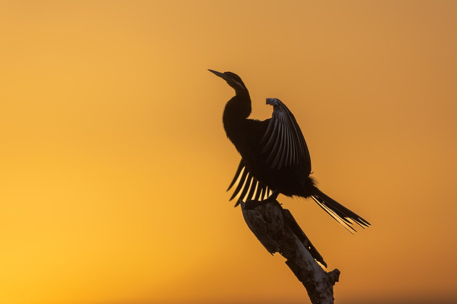 Tirage d'art : Contre Jour