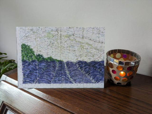 Yorkshire Lavender Fields