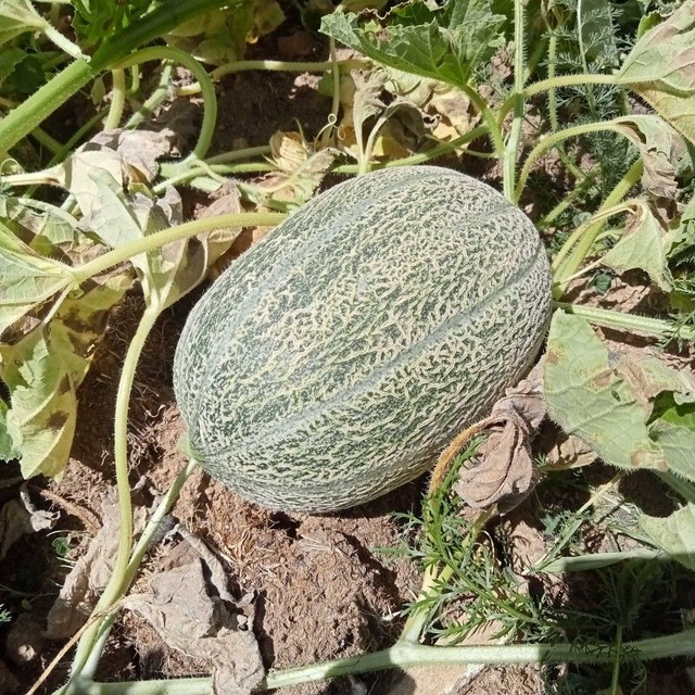 Melon  1 pièce