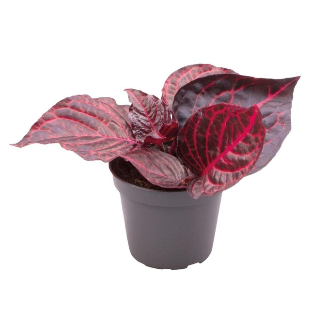 PT Iresine Herbstii Bloodleaf 8715897361500