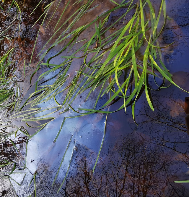 Chênes sous les herbes