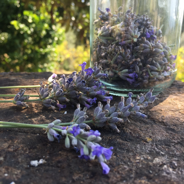 Huile de Lavande naturelle : Macérât huileux des fleurs