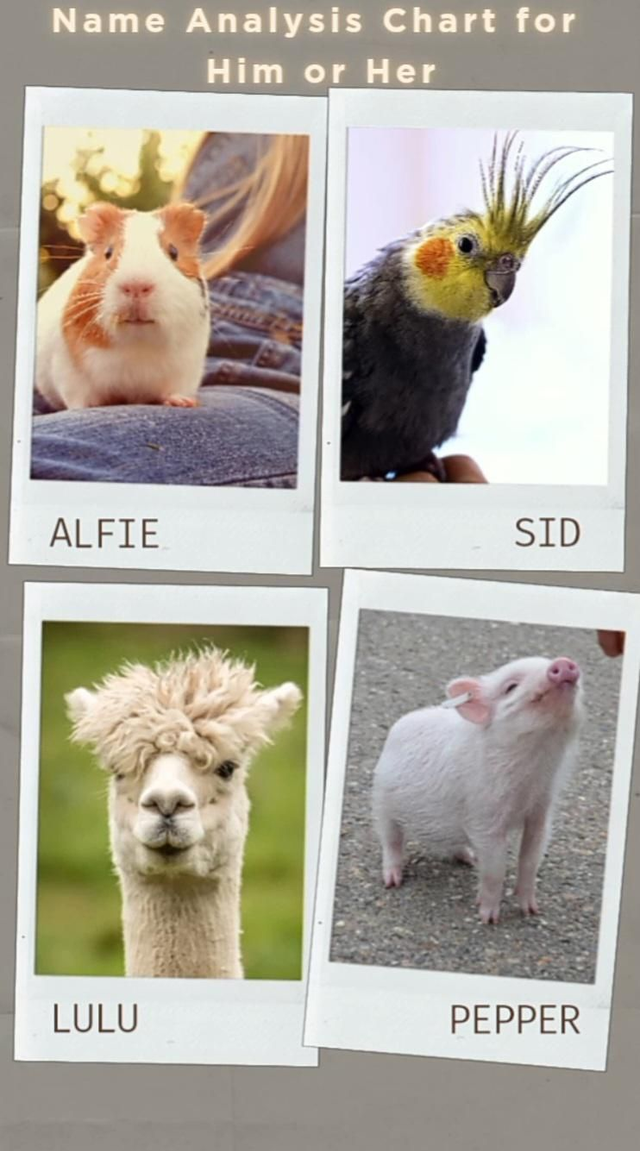 Mini Pet Name Analysis Chart 
