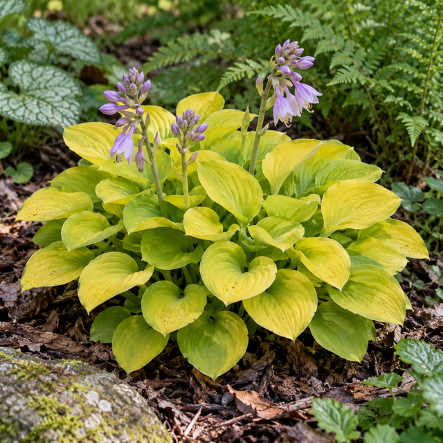 Hosta 'Sun Mouse' p9
