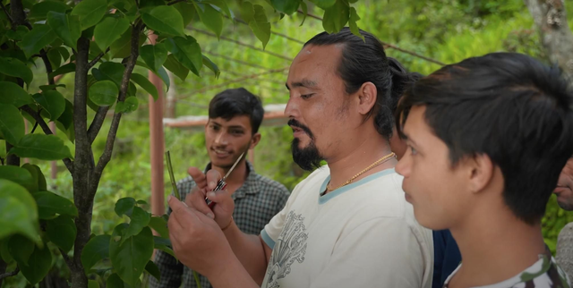 TRAIN FARMERS GRAFTING TREES