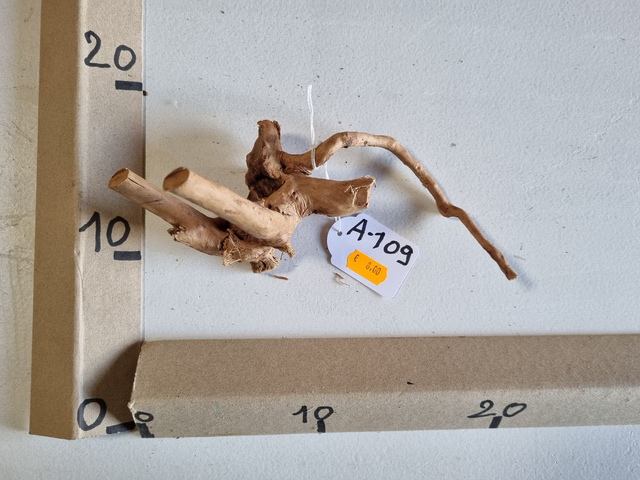 Racine araignée A-109