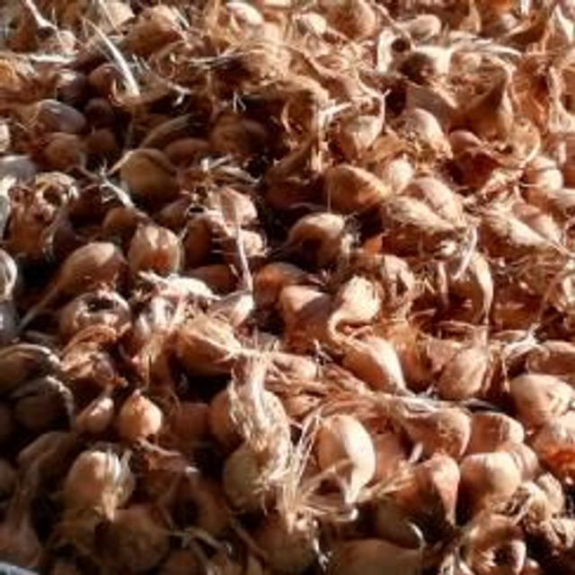 25 bulbes calibre 9/10