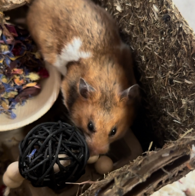 Beaded willow ball garland