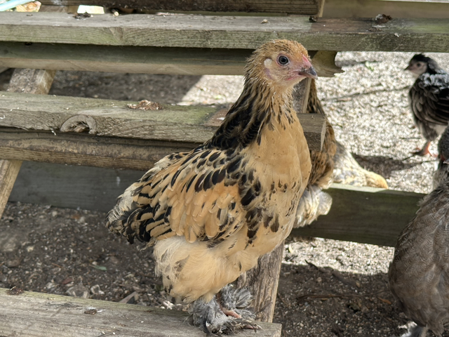 Pure Breed Brahma Chickens - collection only 