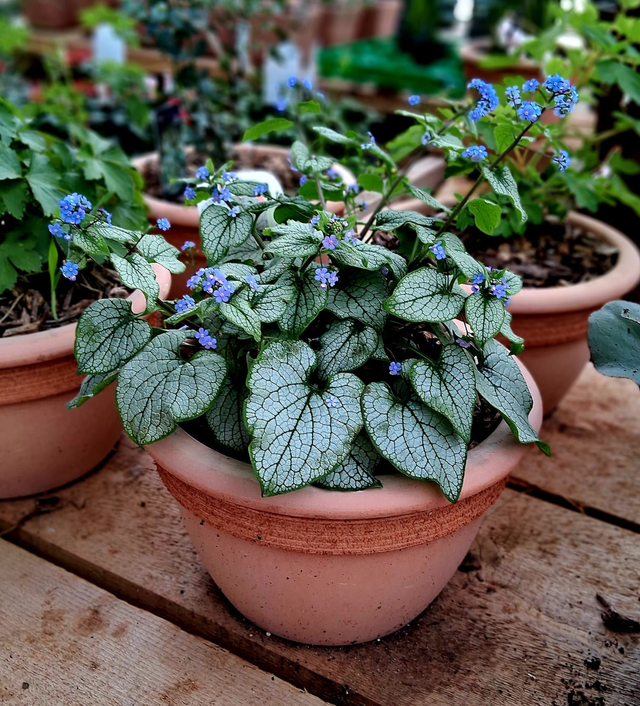L25 . Brunnera macrophylla 'Silver Spear' in vaso Campanella graffiata