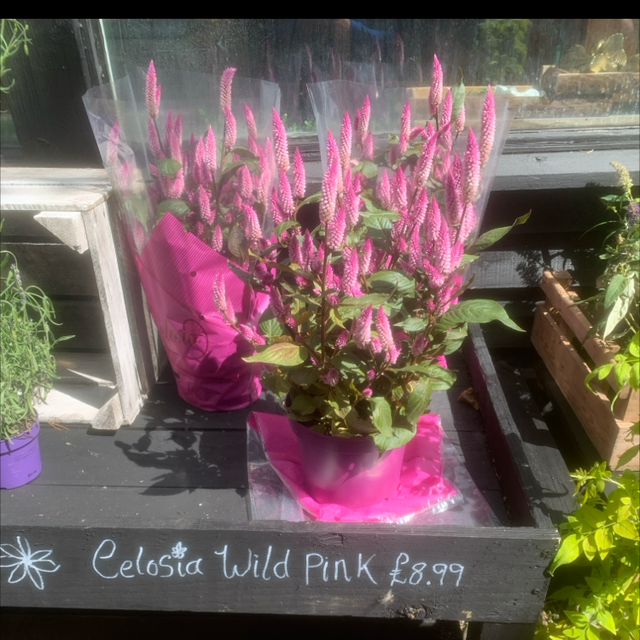 Celosia Wild Pink (store collection only at checkout)