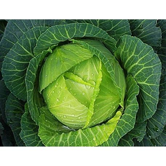 CAVOLO VERZA-1,5KG cca