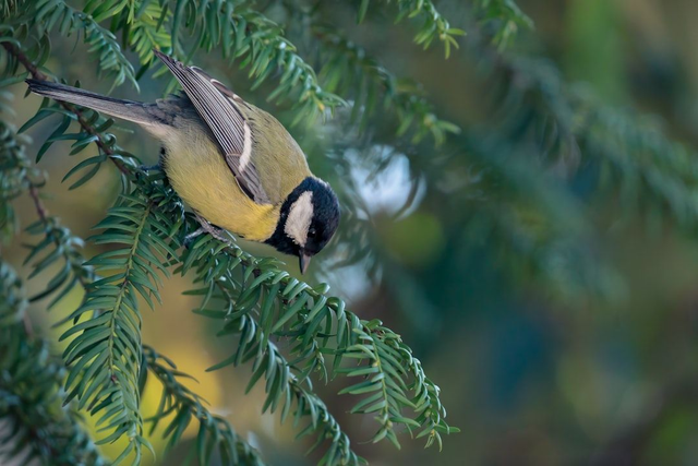 Nichoir à mésange 🐦