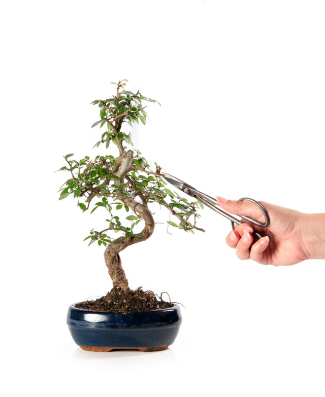 J06 . Zelkova a palchi vaso 15