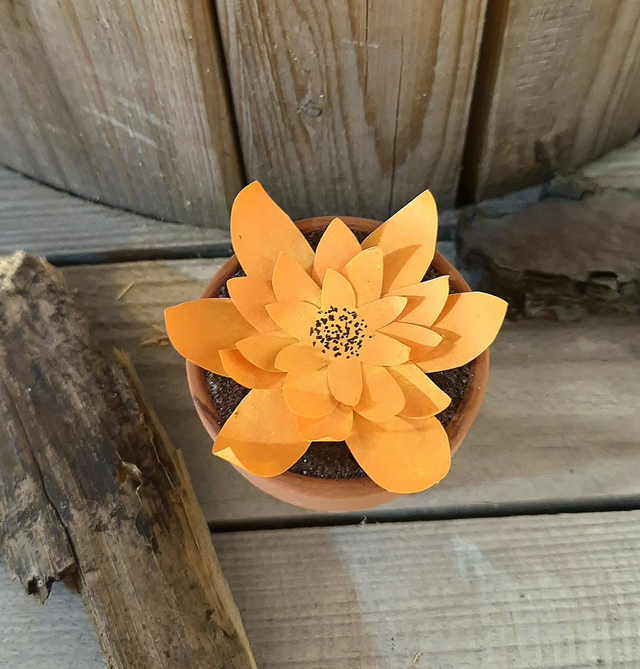 Baby plante &quot;Singe&quot;