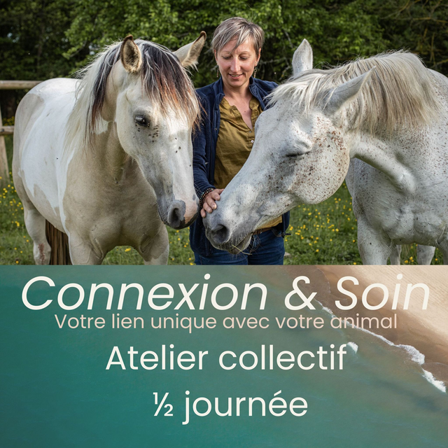🐾 Atelier Connexion &amp; Soin – Votre lien unique avec votre cheval
