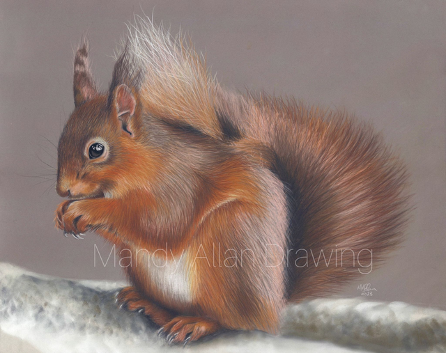 &quot;Little Ears at Forest How&quot; Limited edition Red Squirrel Print