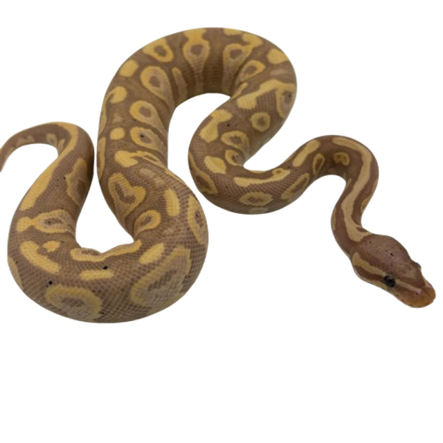 Python Regius mâle - Python Royal Banana Yellow Belly