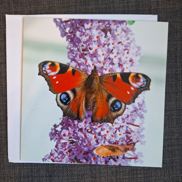 Flower and nature greeting card (with envelope) - peacock butterfly