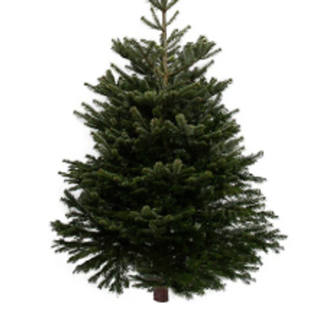 4ft Nordmann Fir Christmas Tree