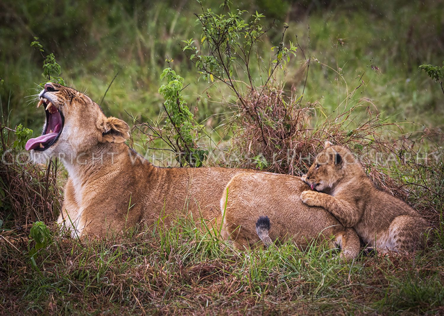 Ouch! Lionesses are very patient mothers, protectors and entertainers for their cubs.
