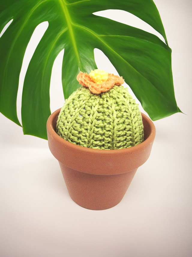 Cactus avec son pot en terre 