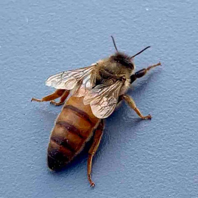 F1 fécondée - Buckfast certifiée AB