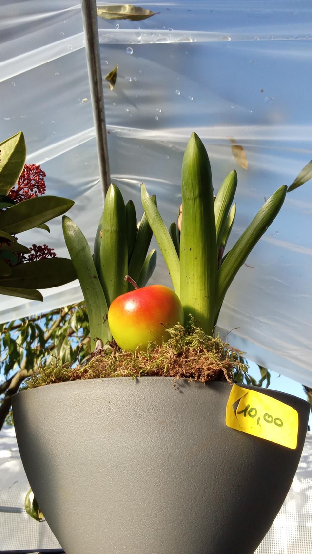 Barque 2 jacinthes 🍎 