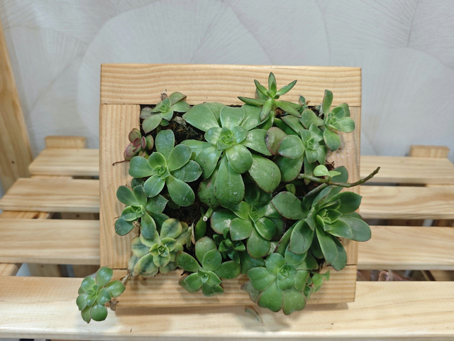 Taller de Cuadro Natural