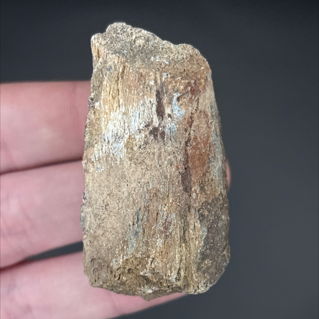 Allosaurus Bone Fragment 