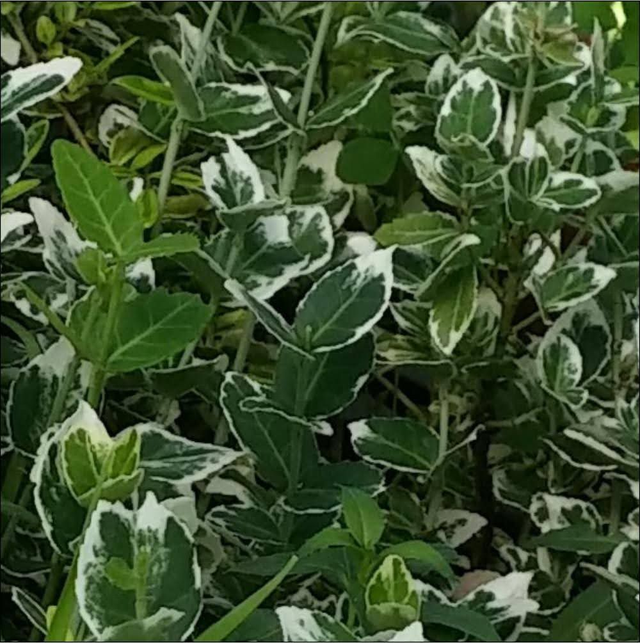 Euonymus japonicus 'Microphyllus' Alba - 1ltr pot