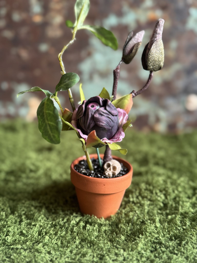 41.👁️ Specimen: The Murmur Bud