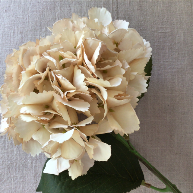 Hydrangea Stem (apricot)