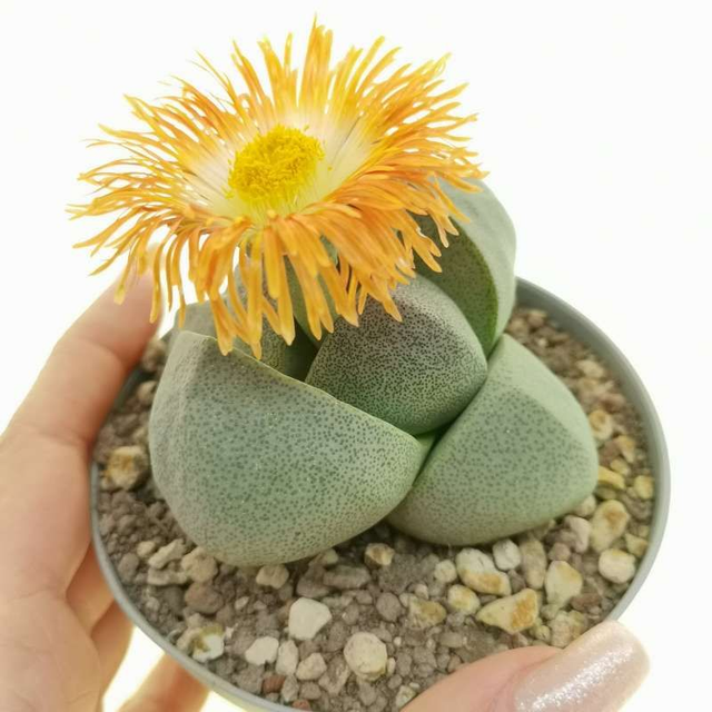 D68 . Pleiospilos nelii in vaso 10