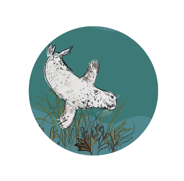 Greeting card - 'Swimming Seal