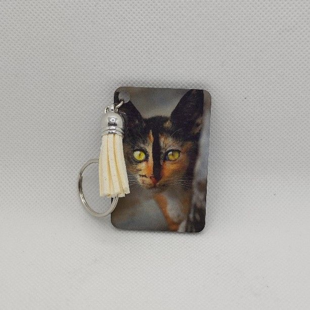 Chat Écaille de tortue