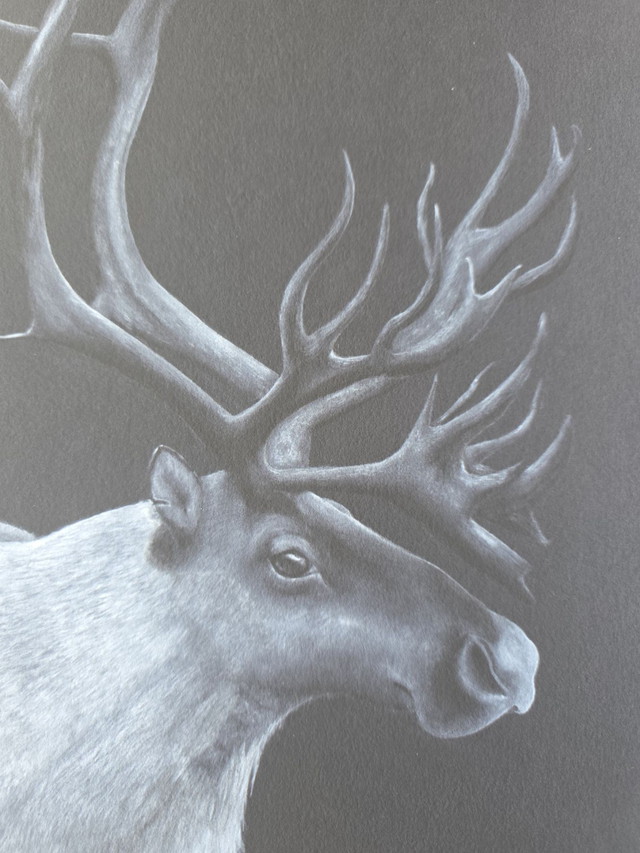 Caribou - Edition Fine Art