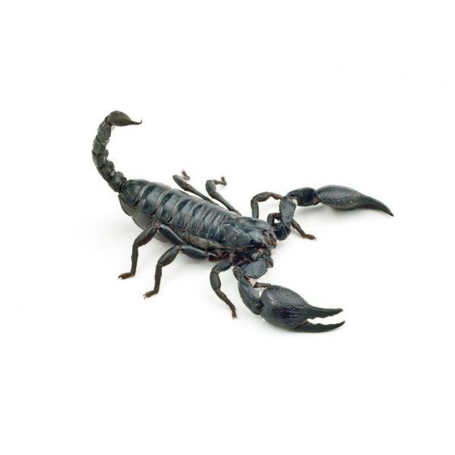 Insecte comestible Scorpion