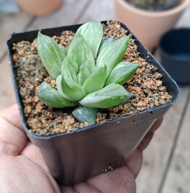 D167 . Haworthia cuspidata variegata vaso 7x7