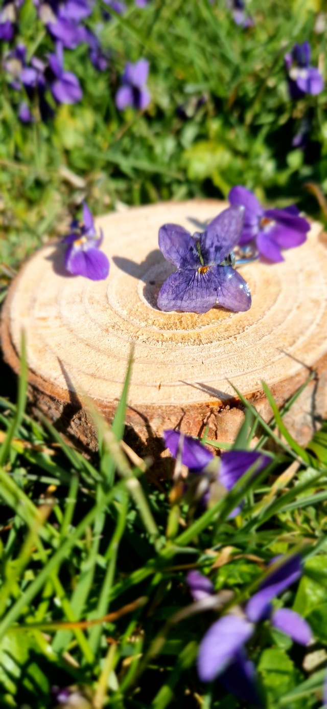 Bague "La violette"  avec une véritable fleur 